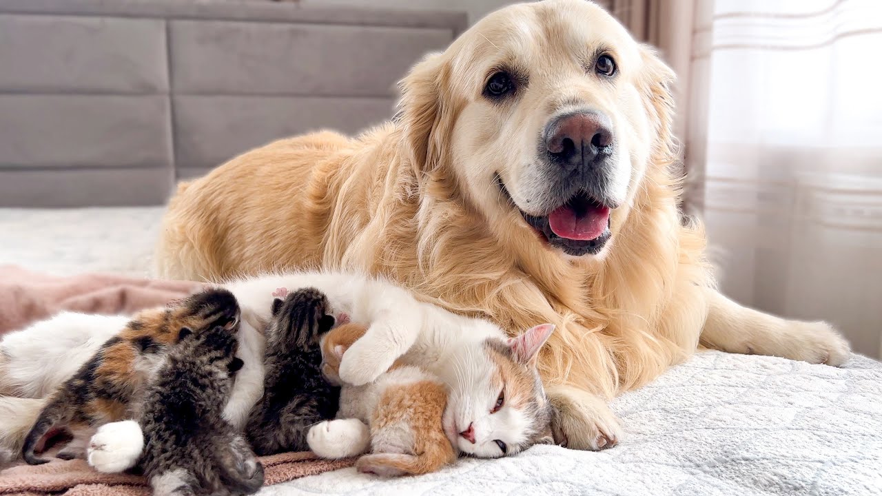 Unlikely Hero Dog Saves Kitten in Dramatic Rescue